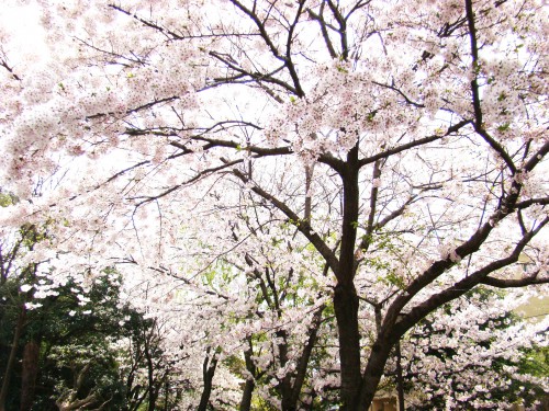 春 桜 1 フリー素材ドットコム