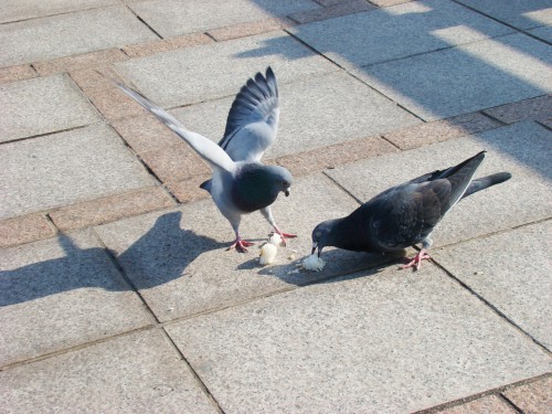 餌を食べる鳩 フリー素材ドットコム