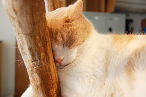 猫の爆睡 木にもたれかかって寝てる フリー素材ドットコム
