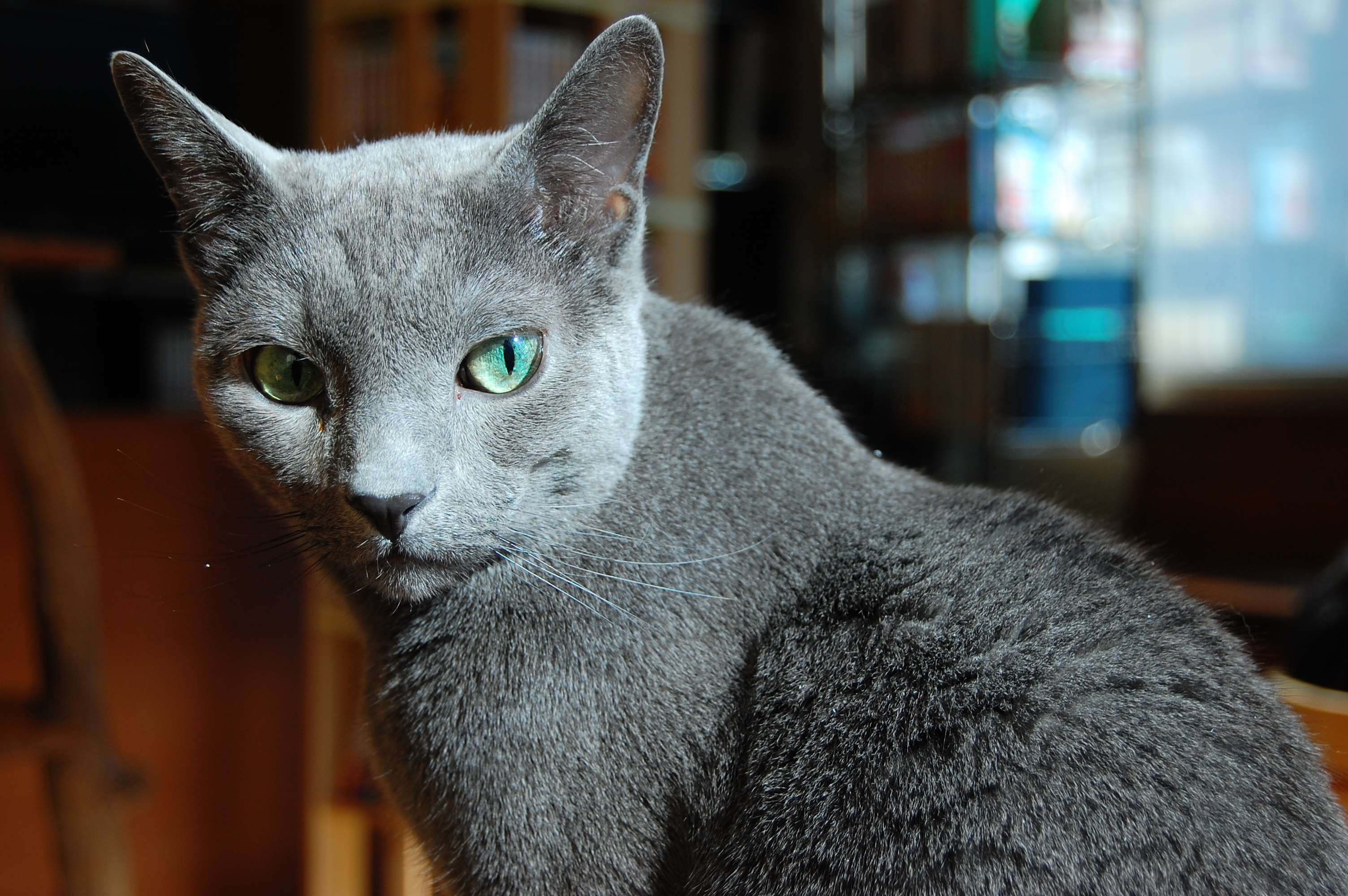振り向きざまの猫 ロシアンブルー フリー素材ドットコム