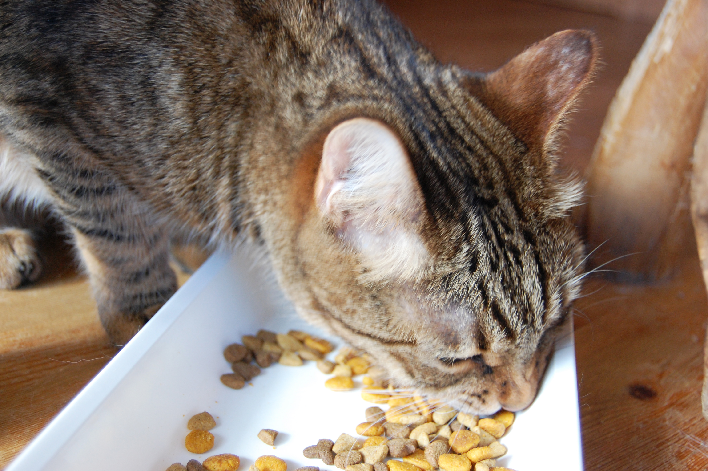 餌（エサ）を食べる猫さん。 フリー素材ドットコム