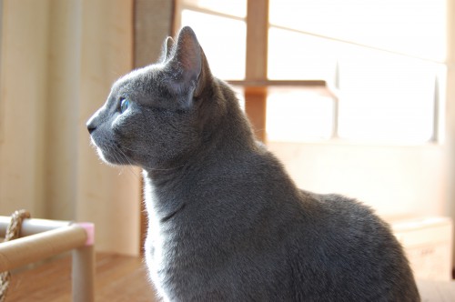 素敵な横顔 猫 ロシアンブルー フリー素材ドットコム