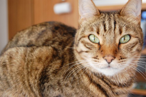 野性的な猫の顔 ベンガル フリー素材ドットコム