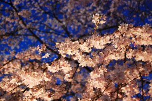 夜桜 フリー素材ドットコム