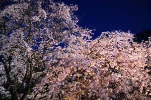 夜桜 フリー素材ドットコム