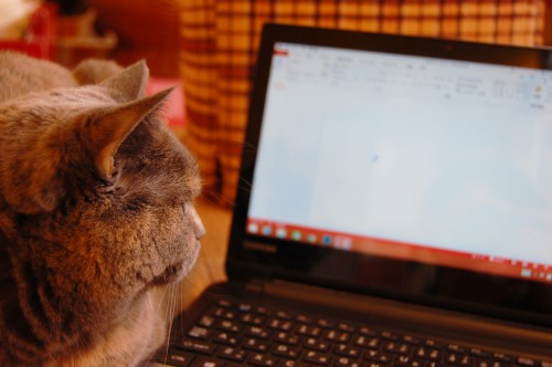 パソコン画面とにらめっこな 猫 ねこ 2 フリー素材ドットコム