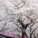 梅の花と神社02 フリー素材ドットコム