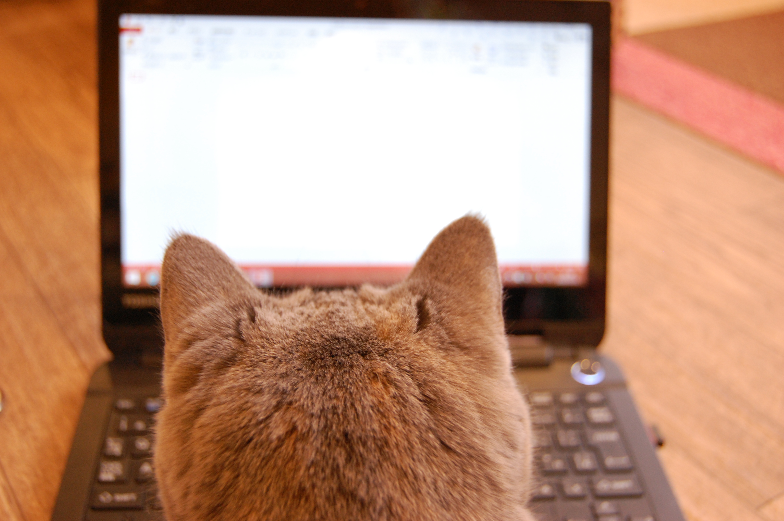 猫 ねこ パソコン作業中 フリー素材ドットコム