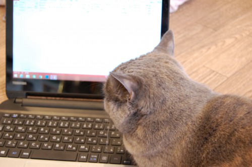 パソコン画面とにらめっこな 猫 ねこ フリー素材ドットコム