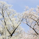 しだれ桜 枝垂れ桜 01 フリー素材ドットコム