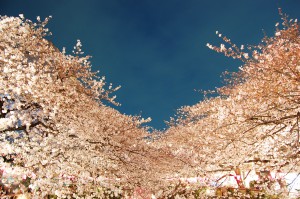 夜桜 フリー素材ドットコム