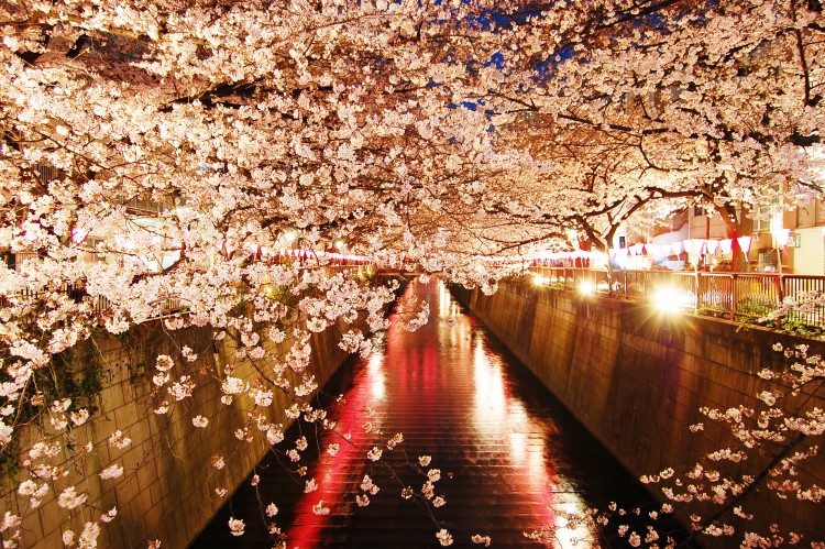 ライトアップされた夜桜 川沿いの桜並木 01 フリー素材ドットコム