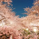 夜桜 フリー素材ドットコム