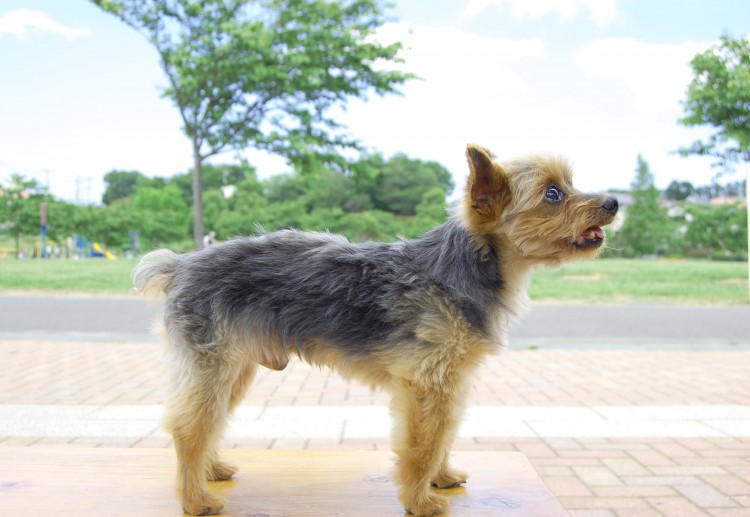 小型犬 立ち姿 横 01 フリー素材ドットコム