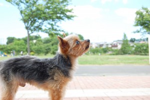 お手 犬のしつけ フリー素材ドットコム