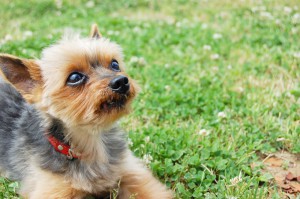 犬 フリー素材ドットコム