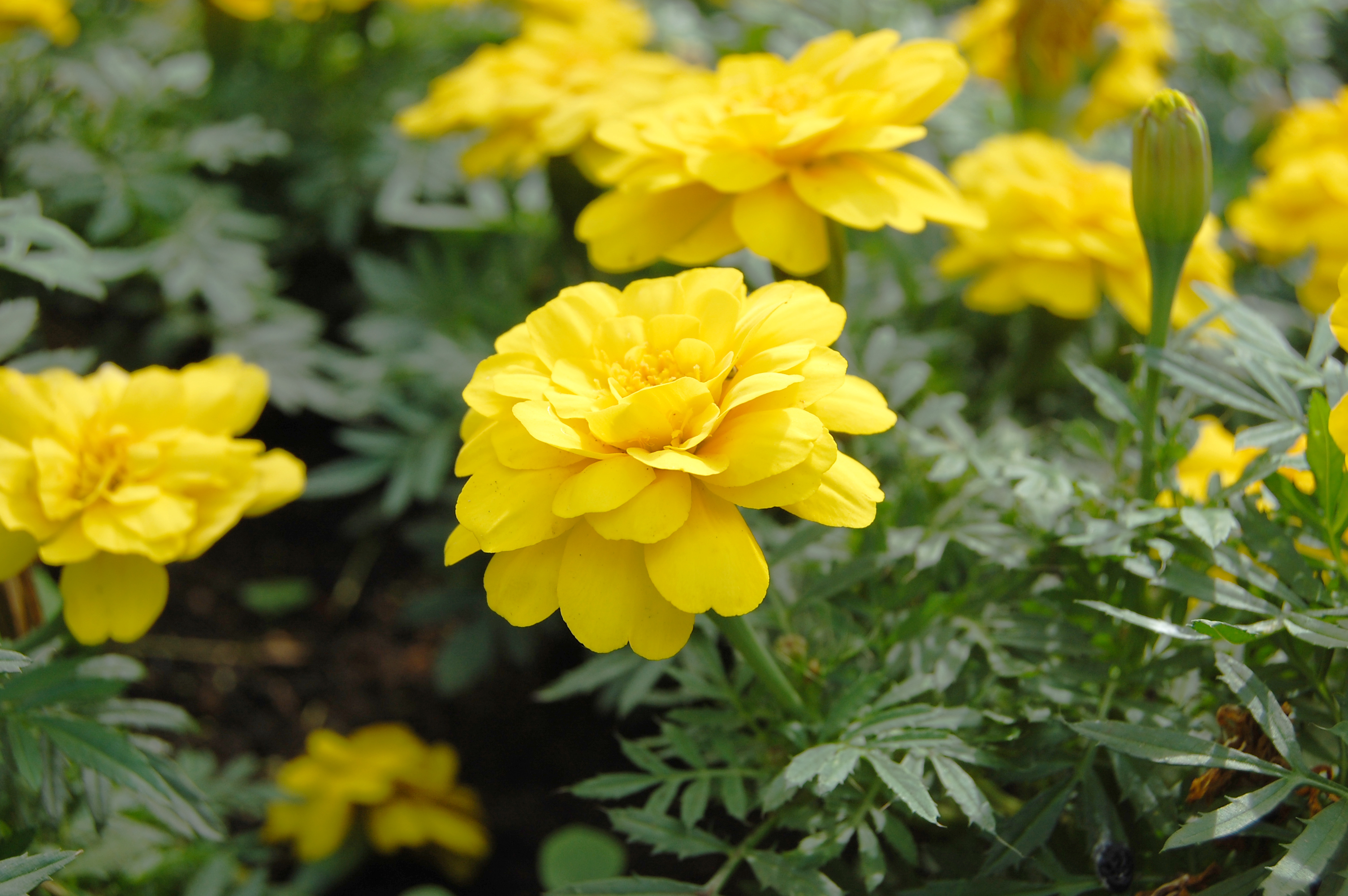 春に咲く、黄色い花02 | フリー素材ドットコム