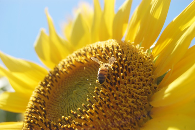 向日葵 ひまわり とミツバチ01 フリー素材ドットコム