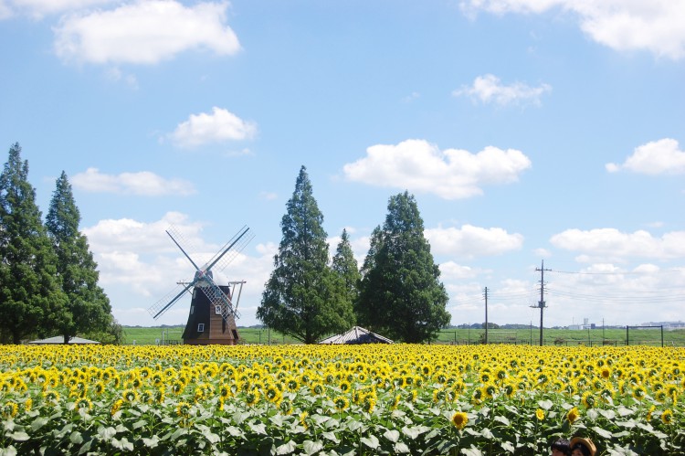 ひまわり畑と風車と夏空 フリー素材ドットコム