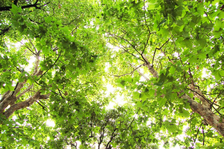 新緑の葉 木漏れ日 フリー素材ドットコム