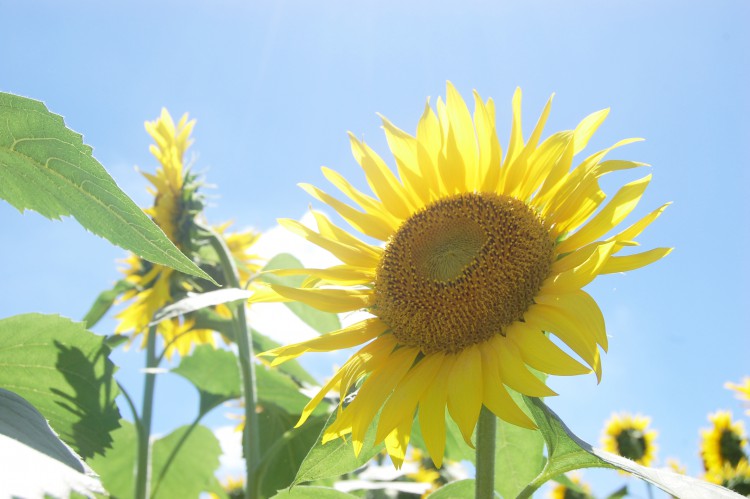 向日葵 ひまわり 夏景色 フリー素材ドットコム