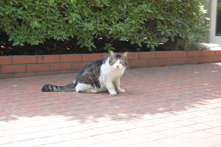 日向ぼっこ中の 野良猫02 フリー素材ドットコム