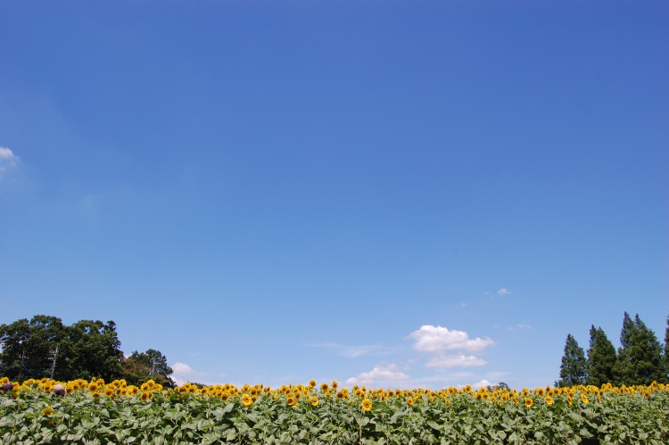 ひまわり畑と青い夏空 フリー素材ドットコム