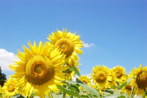 ヒマワリの花と青空に雲[10922001160]の写真素材・イラスト素材｜アマナイメージズ