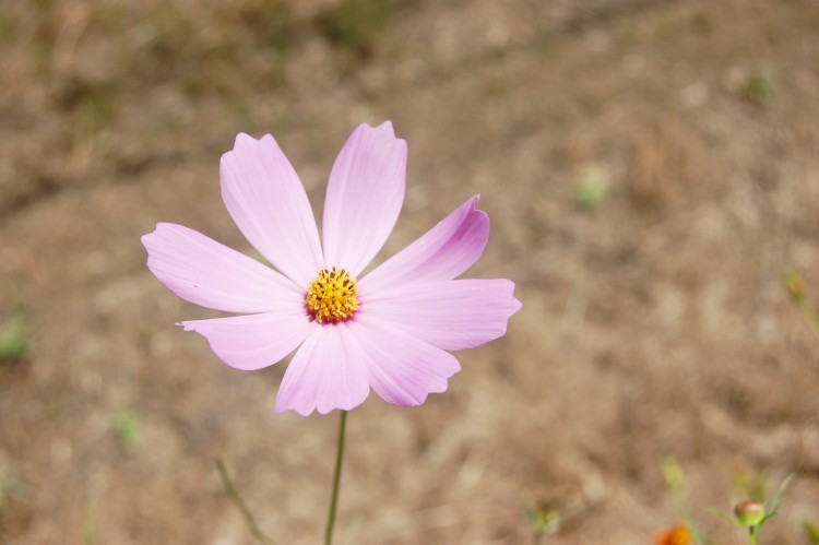 コスモス 桃色の花 ピンクの花 フリー素材ドットコム
