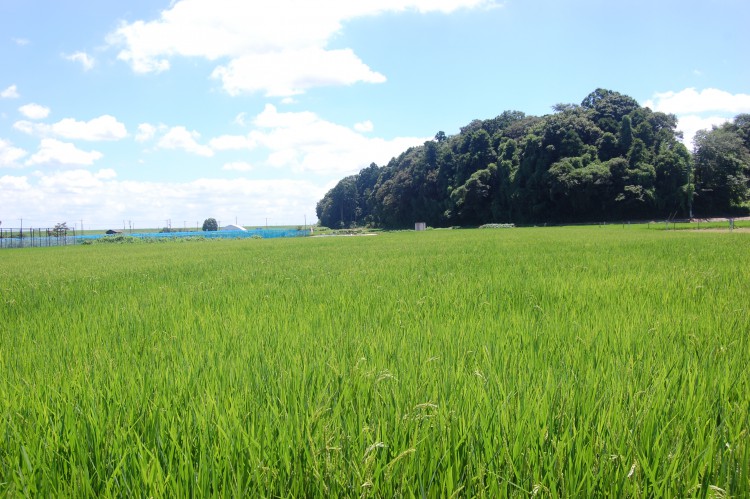 田んぼのある景色 田園風景 フリー素材ドットコム