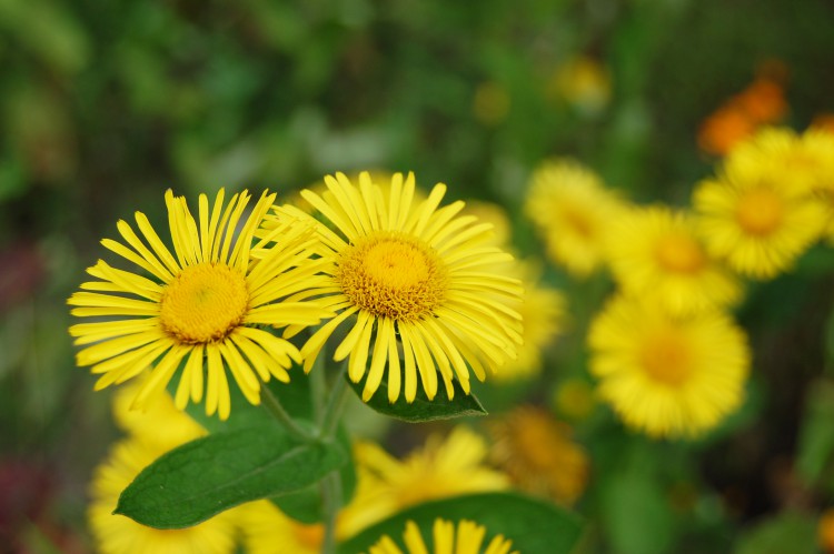 夏に咲く黄色い花 オグルマ 01 フリー素材ドットコム