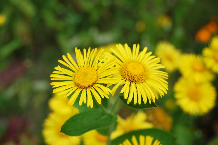 夏に咲く黄色い花 オグルマ 02 フリー素材ドットコム
