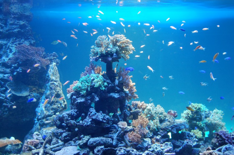 熱帯魚とサンゴ 珊瑚礁 フリー素材ドットコム