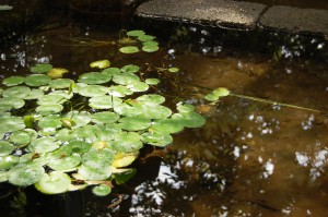 水面 フリー素材ドットコム