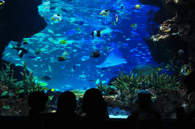 水族館を鑑賞する人々01 フリー素材ドットコム