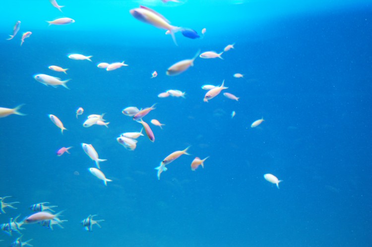 海底 水槽 の魚 フリー素材ドットコム