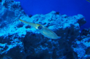 イカ フリー素材ドットコム