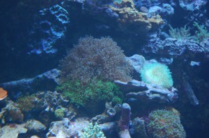 海底 フリー素材ドットコム