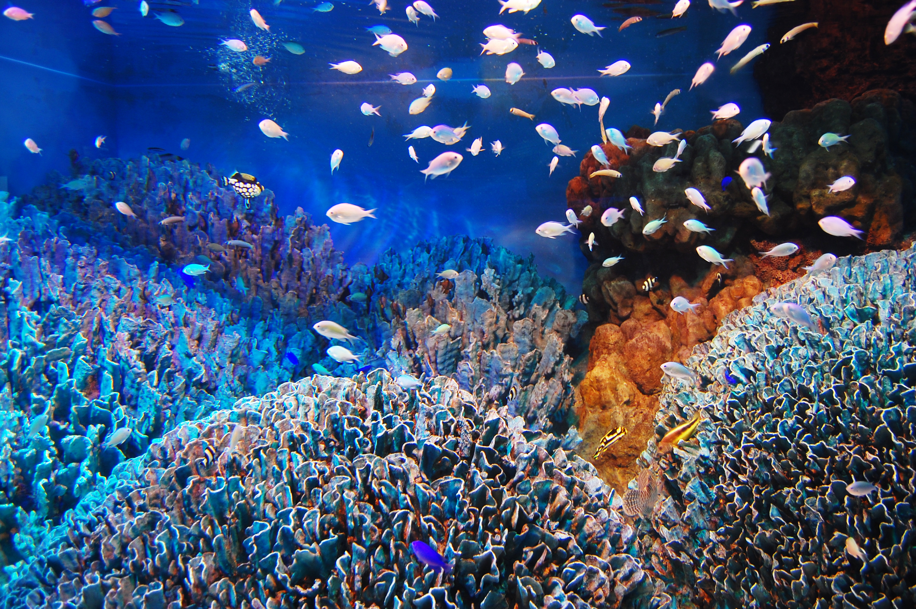沖縄の海底 珊瑚礁02 フリー素材ドットコム