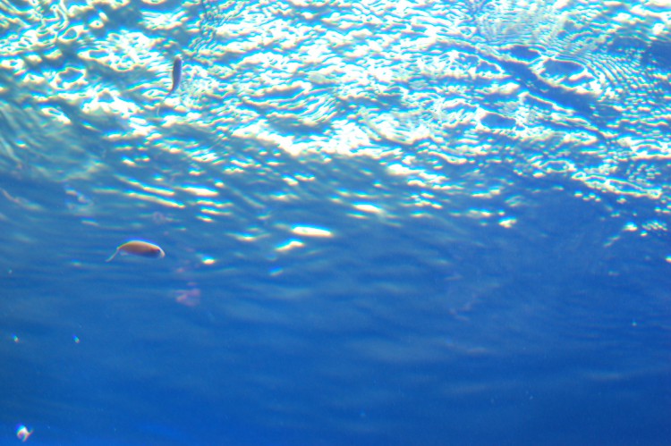 海 海底 フリー素材ドットコム