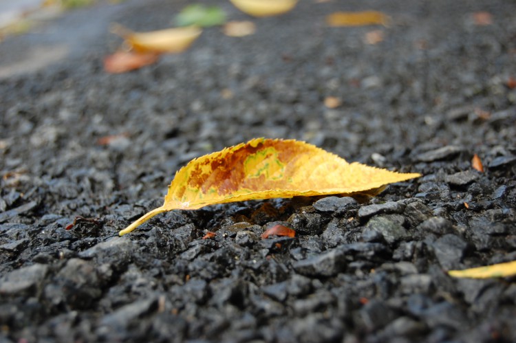 秋の落ち葉 枯れ葉 アスファルト フリー素材ドットコム