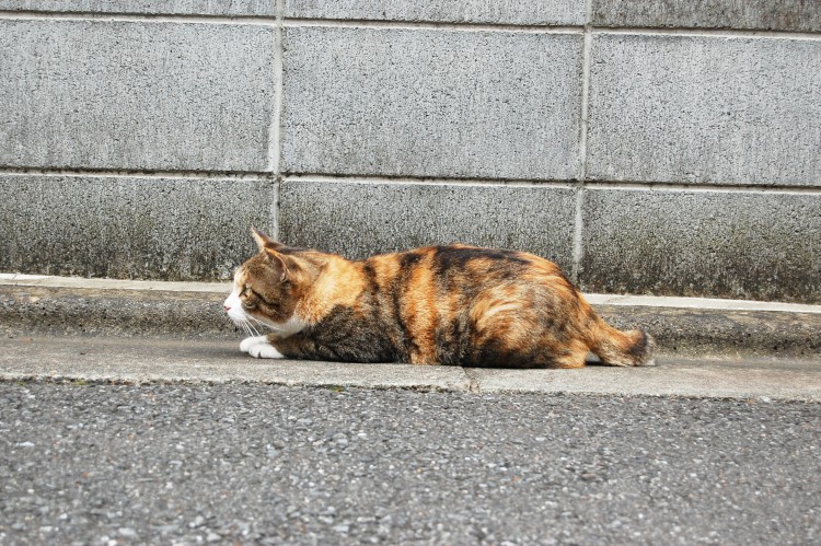 獲物を狙っている猫 ねこ フリー素材ドットコム