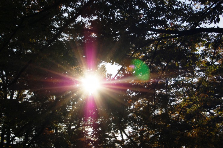 木々の隙間からこぼれ落ちる太陽の光 フリー素材ドットコム
