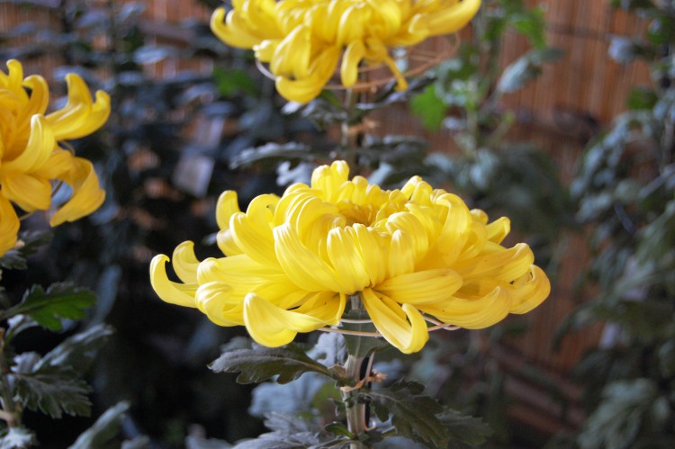 菊の花 黄色い花 02 フリー素材ドットコム