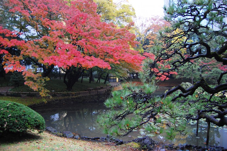 紅葉と日本庭園02 フリー素材ドットコム