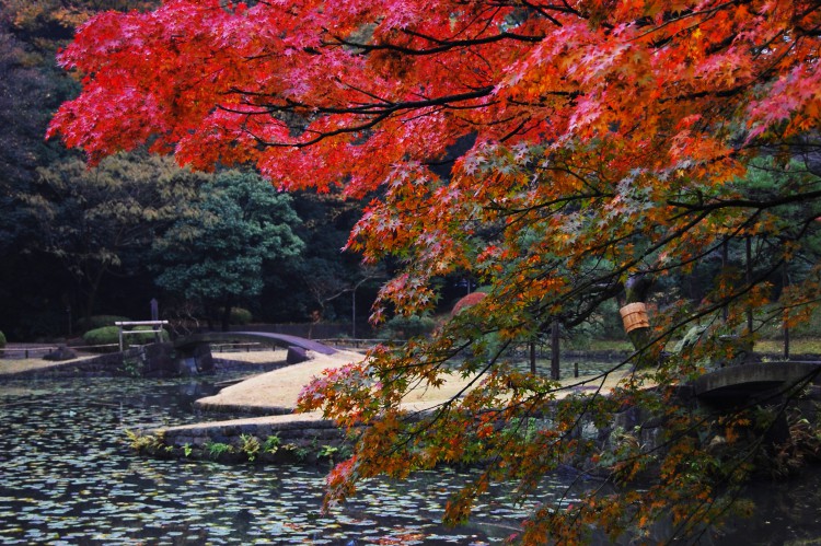 赤く染まった秋景色 日本庭園 02 フリー素材ドットコム