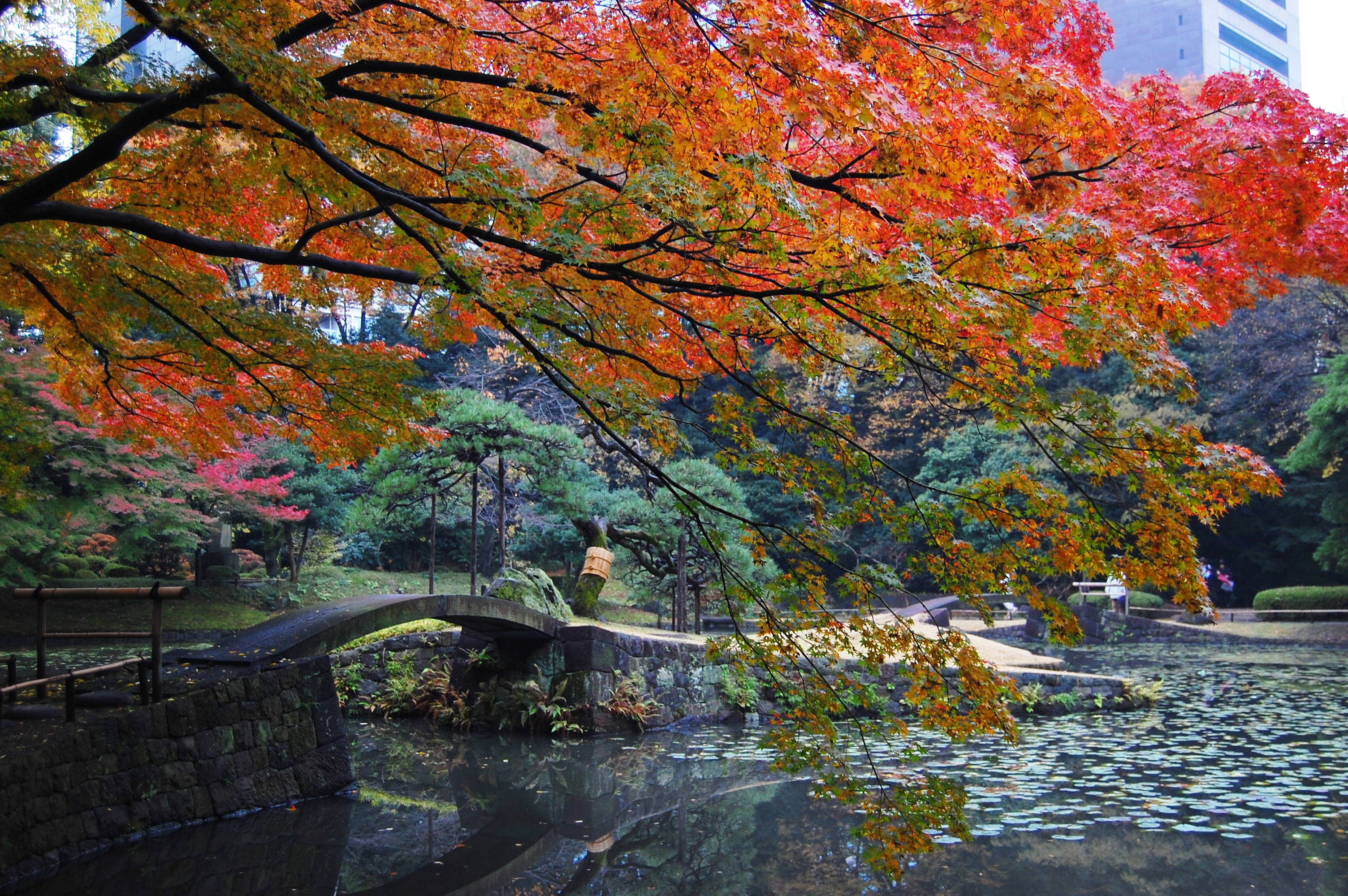 紅葉と日本庭園01 フリー素材ドットコム