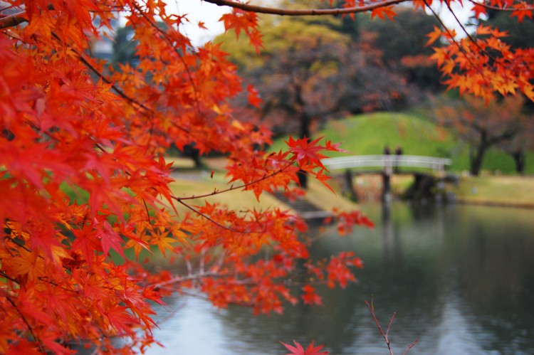 紅葉と橋 秋景色02 フリー素材ドットコム