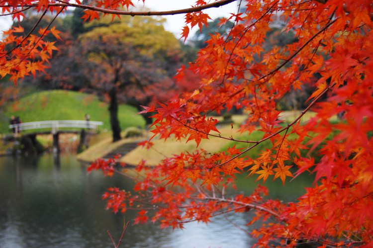 紅葉と橋 秋景色01 フリー素材ドットコム