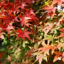 秋景色 紅葉 もみじ 01 フリー素材ドットコム